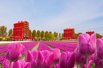Tulips From the Netherlands(Holland) van Brian Morgan