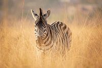 Zebra in Südafrika