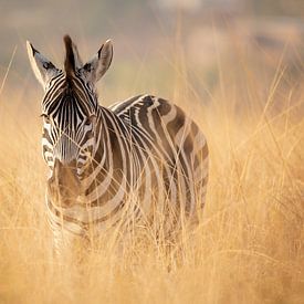 Zebra in Südafrika von Daniel Parengkuan