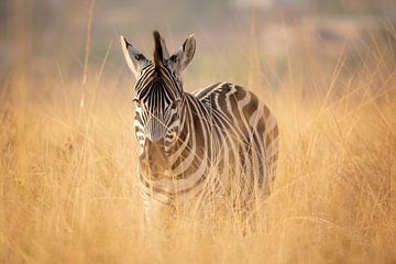 Zebra in Zuid-Afrika van Daniel Parengkuan
