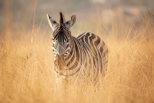 Zebra in South Africa by Daniel Parengkuan
