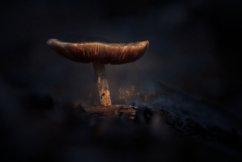 Sous les feux de la rampe par sjaak vogel