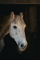 Paard