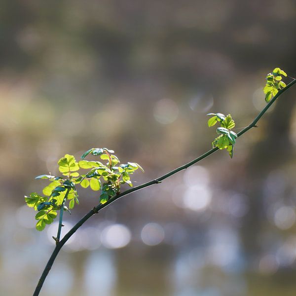 The branch by Merel Visser