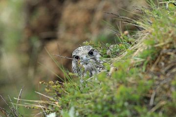 young Gerfalcon (Falco rusticolus) Iceland by Frank Fichtmüller