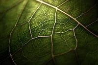 Veins of leaf | Macro photography