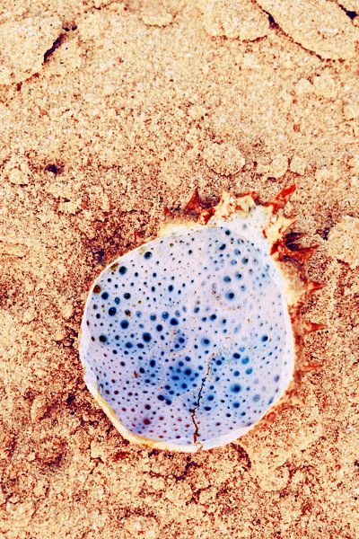 Crab shell by Hannahs Wereld