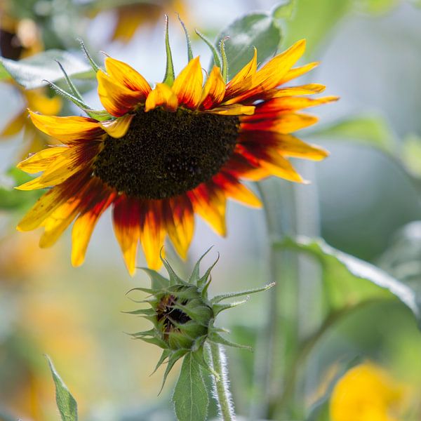 Summer Sunflower by Inge Bogaards