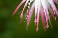 Blume im botanischen Garten, Rio de Janeiro