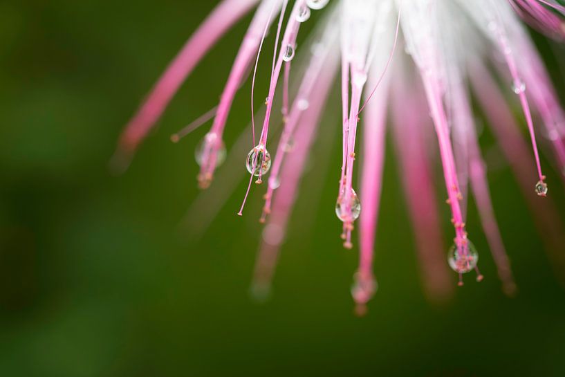 Bloem in botanische tuin, Rio de Janeiro van Leon Doorn