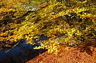 boom, herfst, Bremer Wallanlagen, Bremen, Duitsland van Torsten Krüger thumbnail