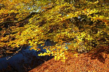 Baum, Herbst, Bremer Wallanlagen, Bremen, Deutschland