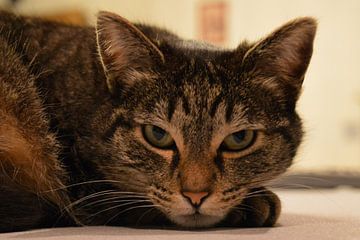 Cat / foundling by Koen Van Rentergem