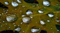 Druppels op blad