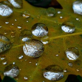 Druppels op blad van Natasja Martijn