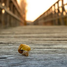 Die Schnecke ist schon seit einiger Zeit unterwegs von Pascal Sunday