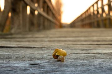 Snail has been on the road for some time by Pascal Sunday