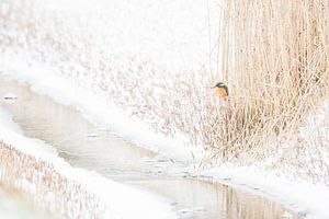 Texelse IJsvogel in winterse omstandigheden van Danny Slijfer Natuurfotografie