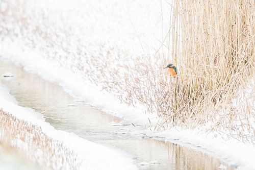 Texelse IJsvogel in winterse omstandigheden