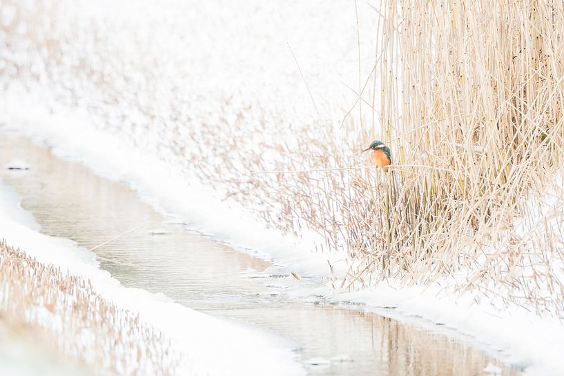 Texel Kingfisher in winter conditions by Danny Slijfer Natuurfotografie