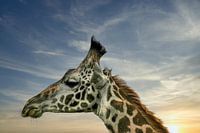 Knorrige giraffe