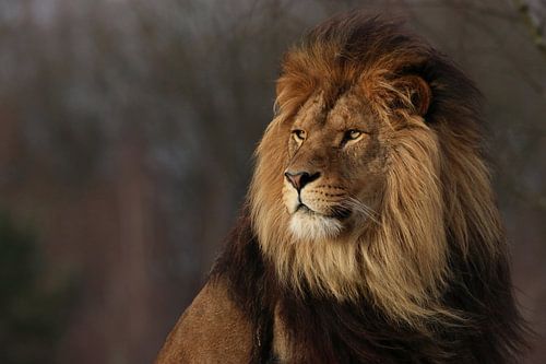 Like a lion in the evening sun by RT Photography