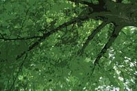 Under the Tree