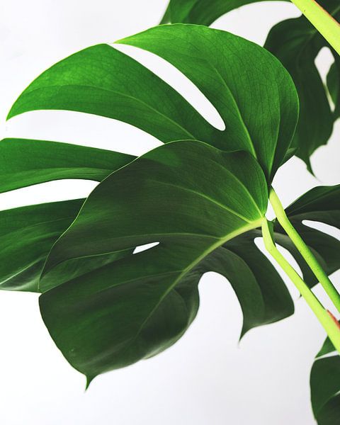 Monstera by Hello Pompoyo