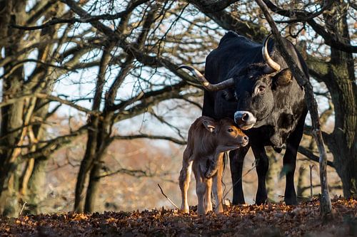Spaans runderkalfje met moeder bij de Oude Reemst