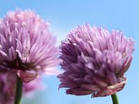Paars/roze bieslook bloemen met blauwe lucht