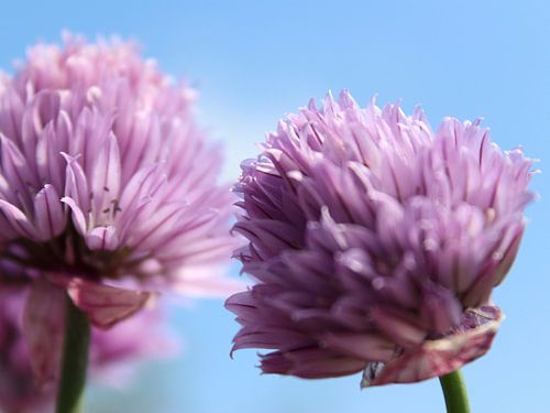 Purple/pink chives flowers with blue sky