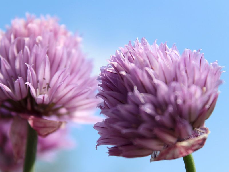 Lila/rosa Schnittlauchblüten mit blauem Himmel von Monrey