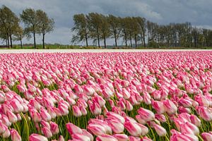 Felder voller schöner holländischer Tulpen im Polder