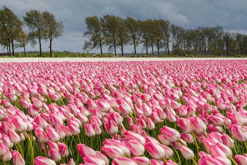 Felder voller schöner holländischer Tulpen im Polder von Fotografiecor .nl