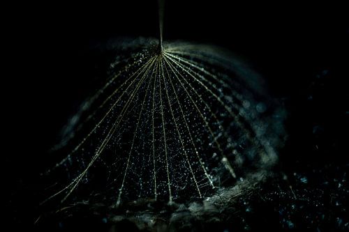 Morgenster met Zwarte Achtergrond