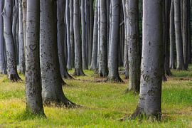 Haunted forest 42 by Sven-Erik Arndt