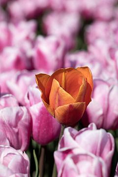 Oranje tulp in een roze tulpenveld van W J Kok
