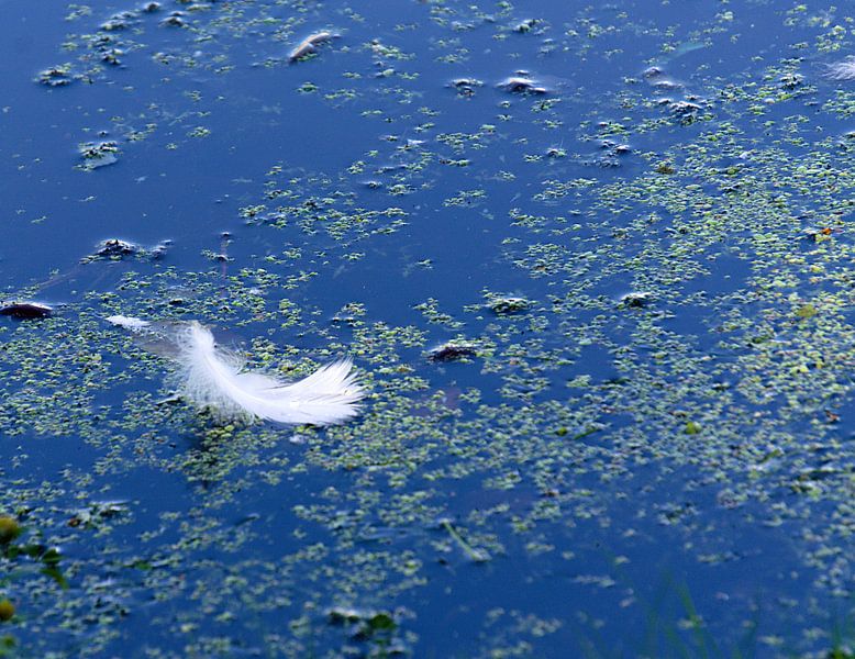 feather floats on the ditch by joyce kool