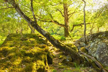 Killarney (Ireland) by Marcel Kerdijk