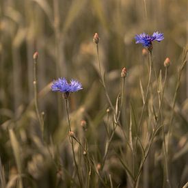 Kornblumen in einem sonnigen Weizenfeld von Mayra Fotografie