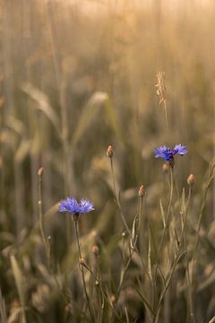 Kornblumen in einem sonnigen Weizenfeld von Mayra Fotografie