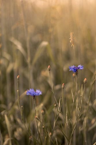 Korenbloemen in zonnig graanveld