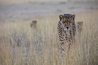 Op zoek naar... cheetah met kleintjes van Sharing Wildlife thumbnail
