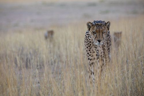 Op zoek naar... cheetah met kleintjes