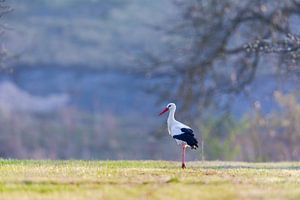 Weißstorch (Ciconia ciconia)
