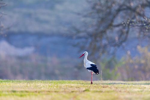 Cigogne blanche (Ciconia ciconia)