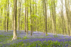 Bluebell flowers in a Beech tree forest during a springtime morning