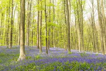 Bluebell flowers in a Beech tree forest during a springtime morning by Sjoerd van der Wal Photography