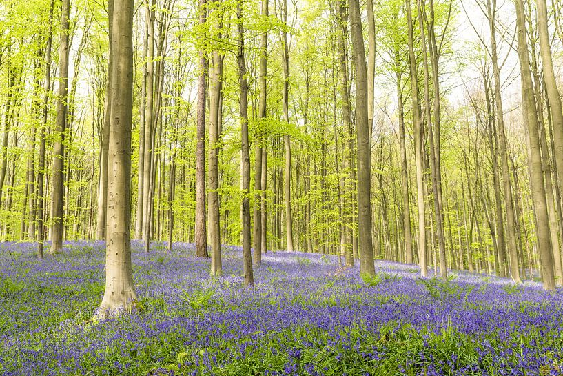 Bluebell flowers in a Beech tree forest during a springtime morning by Sjoerd van der Wal