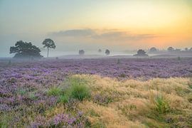 Zonsopgang boven een heidelandschap van Sjoerd van der Wal Fotografie